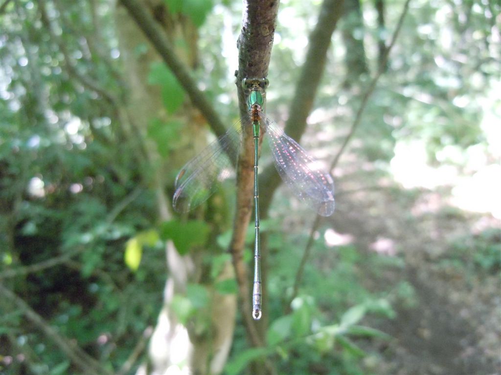 Chalcolestes parvidens:  m. (sicuro) & f. (forse)